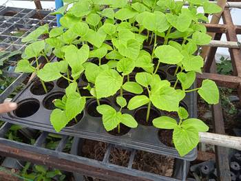 ขายที่ดินโคกสำโรง1ไร่ ติดทางหลวงชนบท